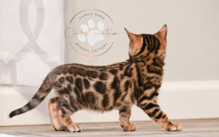 Bengal kitten for sale